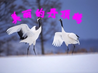 美丽的丹顶鹤 (2)