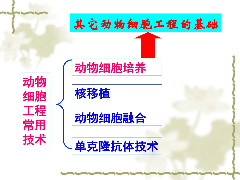 动物细胞工程2_第2页