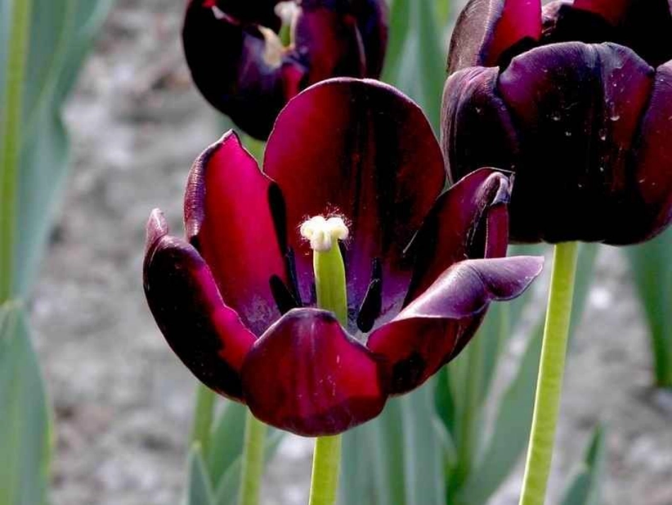 《送你一束转基因花》课件_第3页