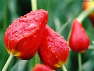 《送你一束转基因花》课件