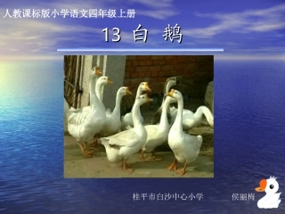 白鹅教学演示