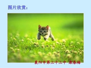 《猫》送课用课件