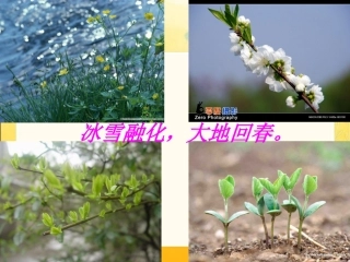 燕子课件课件