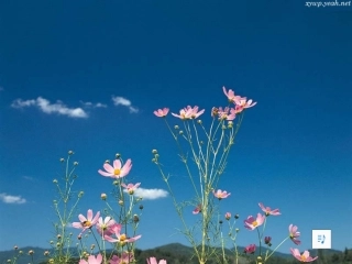 简单机械复习课件