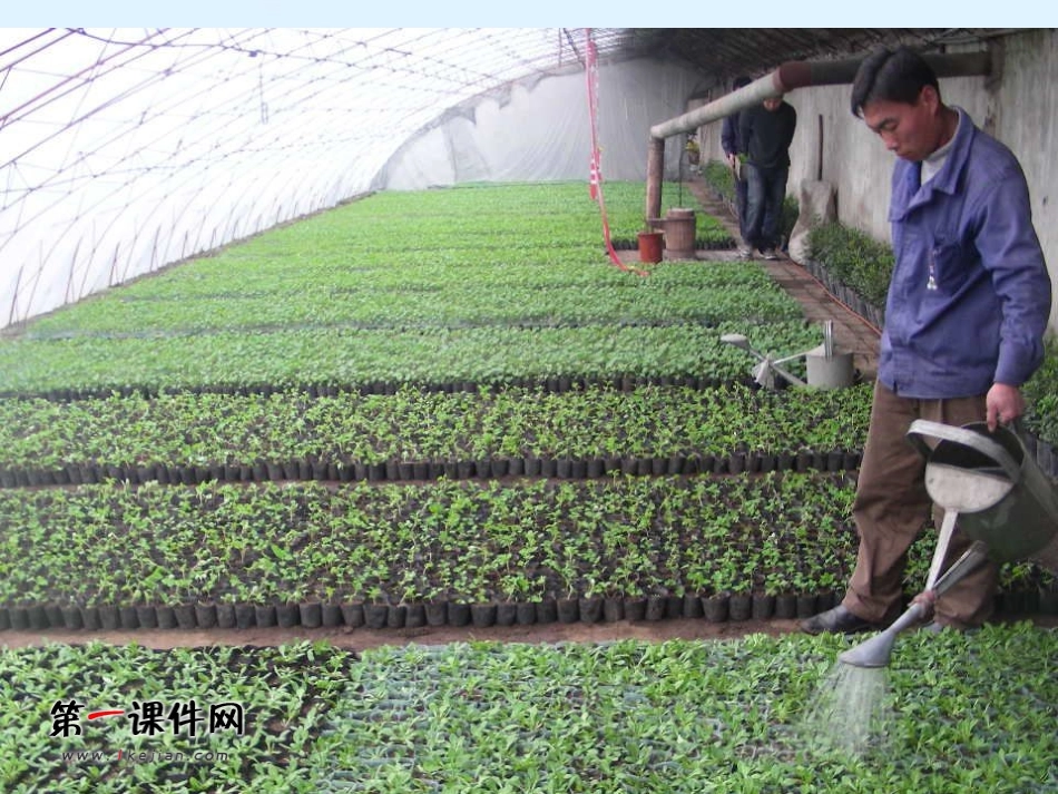 植物怎样喝水_第2页