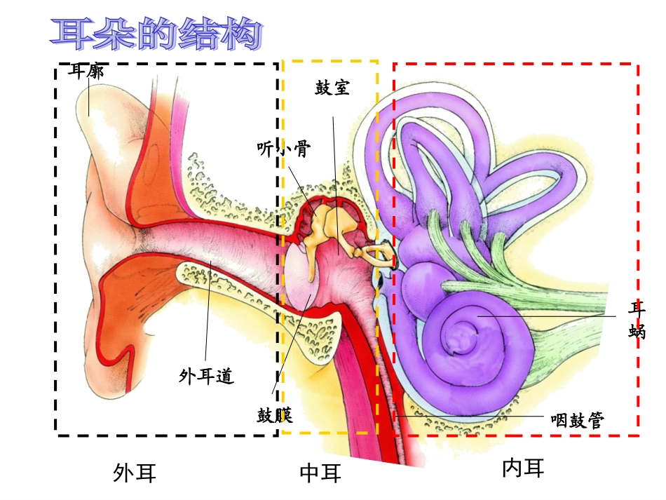 耳的基本结构和听觉形成的过程_第3页