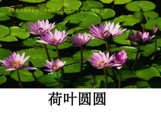 《荷叶圆圆》