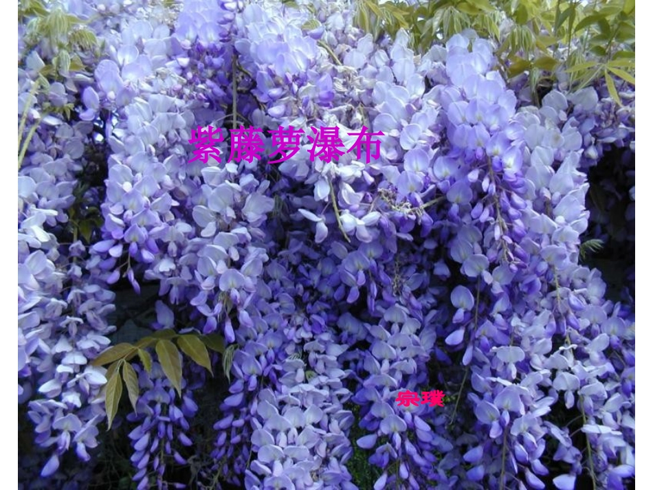 紫藤萝瀑布 (2)_第1页