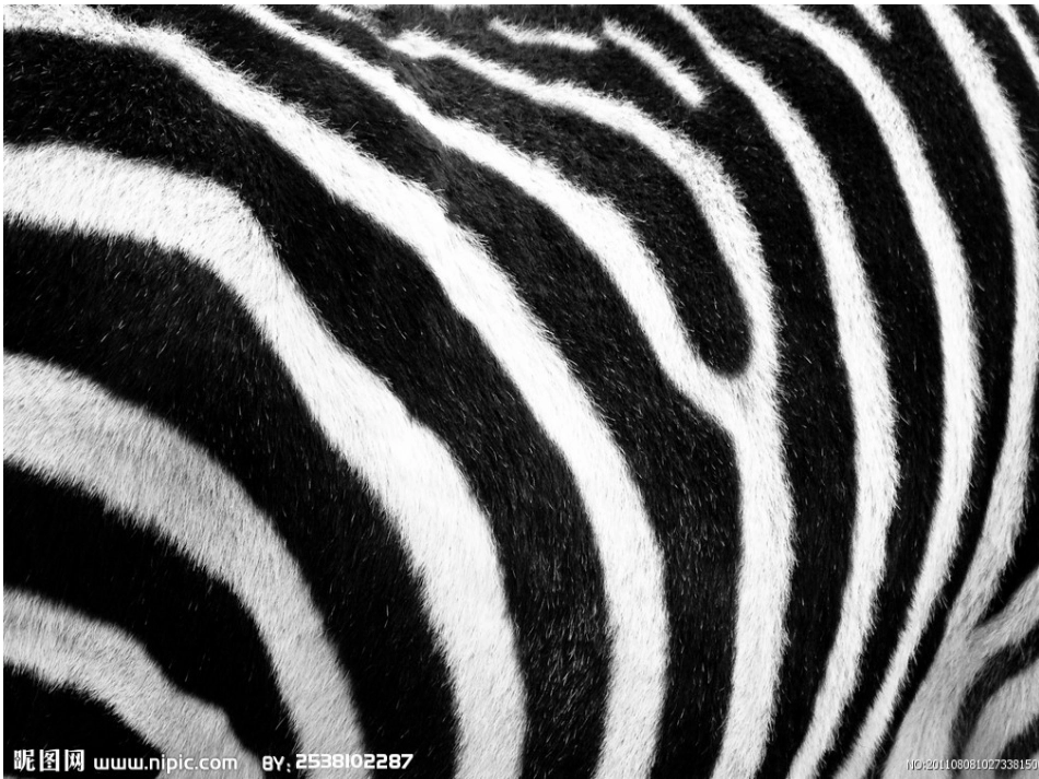 动物的花衣裳_第1页