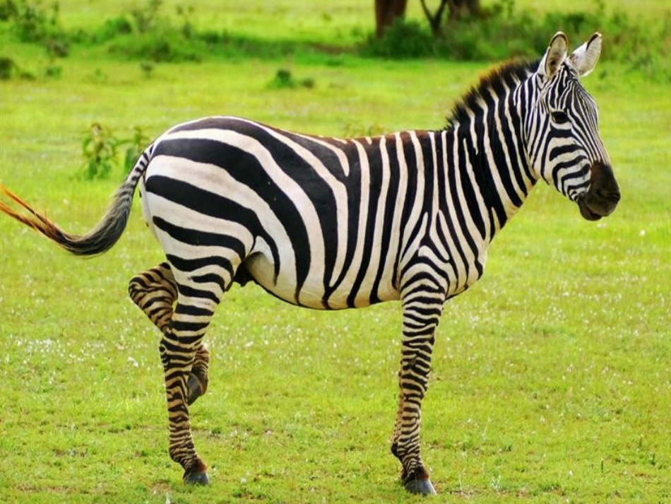 动物的花衣裳_第2页