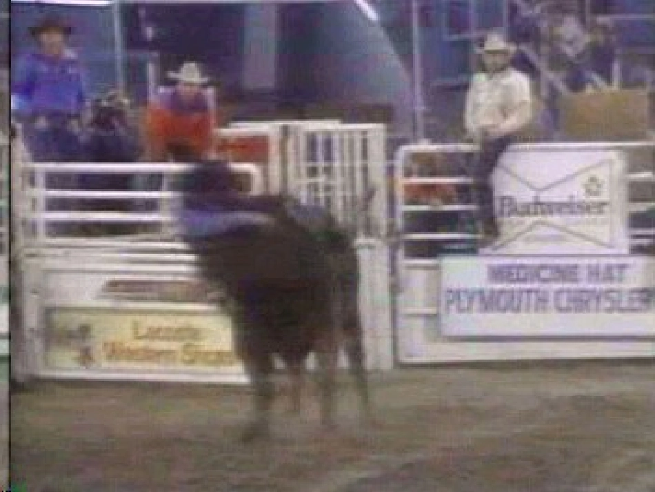 骑牛比赛课件_第2页