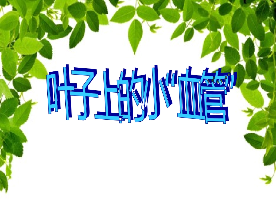 叶子上的小血管_第1页