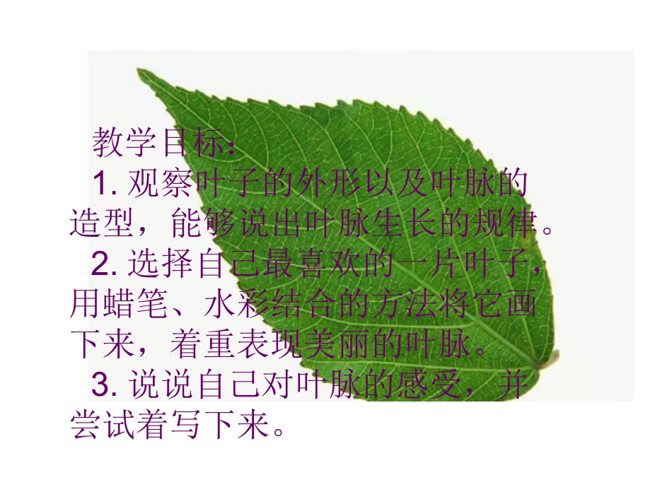 叶子上的小血管_第2页