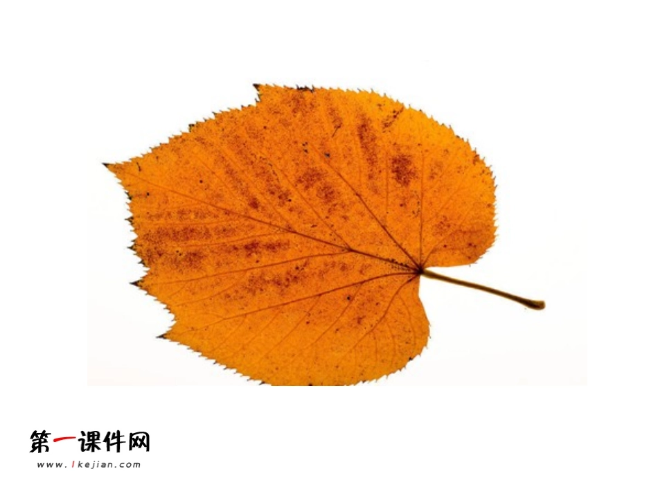 叶子上的小血管_第3页
