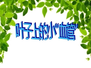 叶子上的小血管