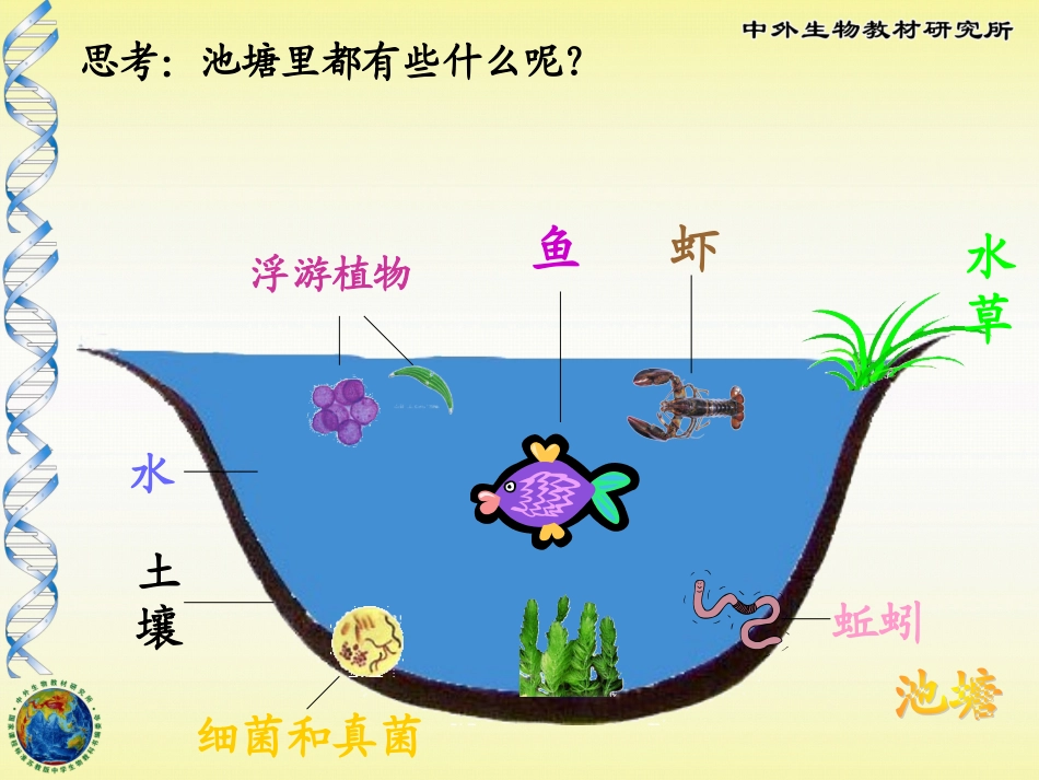 生态系统的组成_第3页