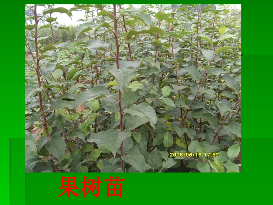 鄂教版小学科学五年级下册植物的繁殖_第3页