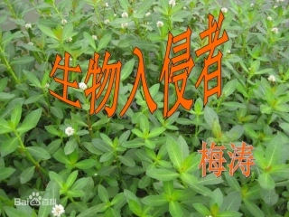 生物入侵者课件