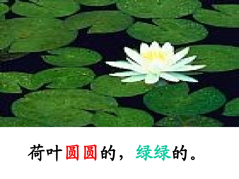 《荷叶圆圆》课件_第2页