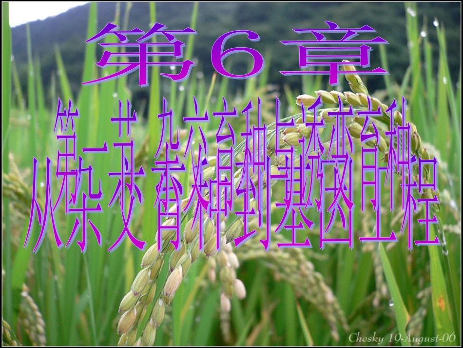 杂交育种与诱变育种定稿_第1页