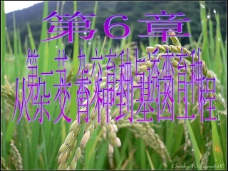 杂交育种与诱变育种定稿