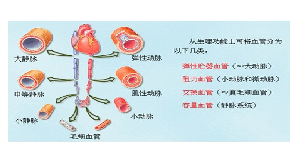 人体的血液循环 (2)_第3页