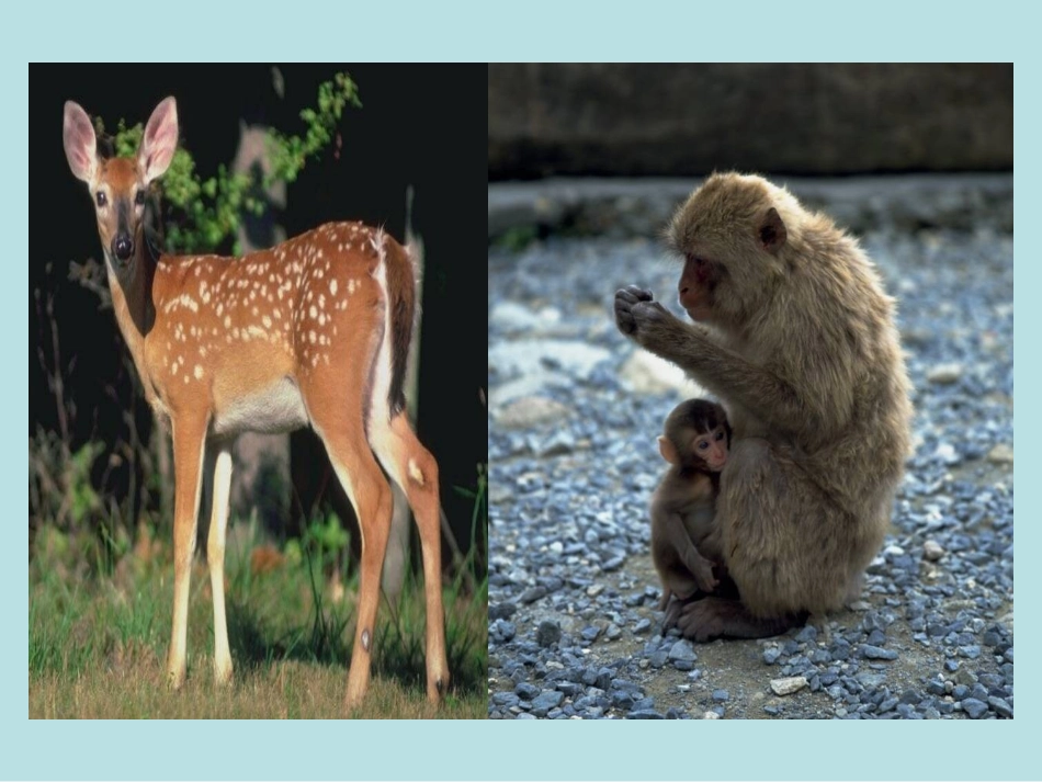 比本领课件 (2)_第3页