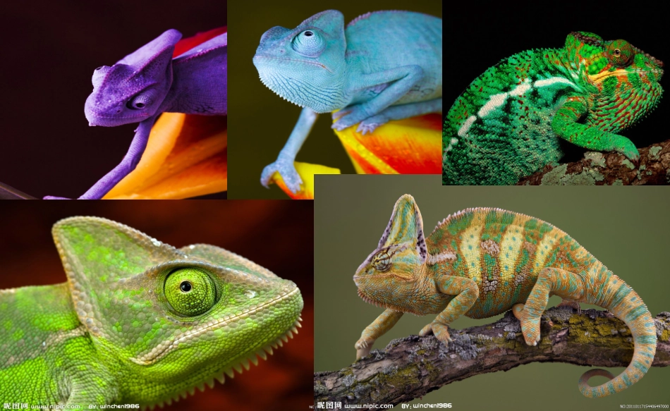 《变色龙卡罗》PPT_第1页