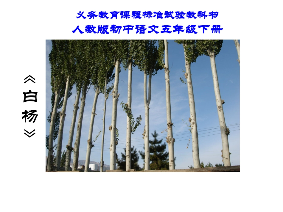白杨_PPT_PPT课件_第1页