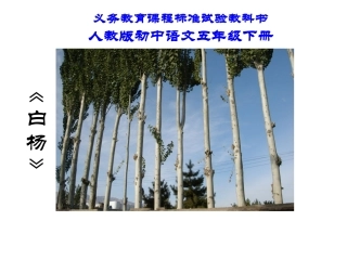 白杨_PPT_PPT课件