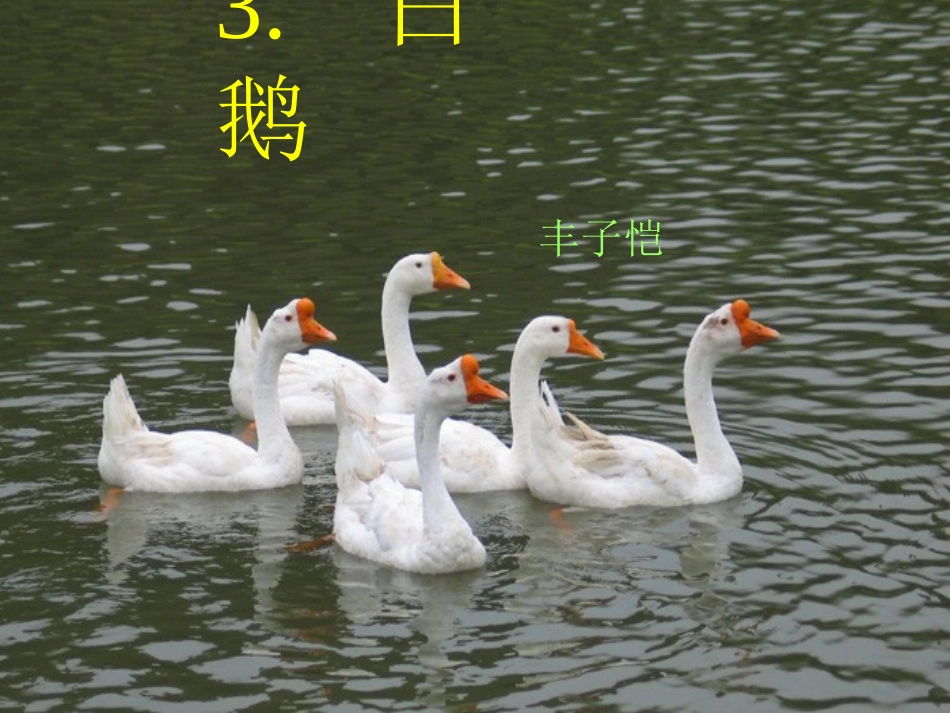 七年级下册《白鹅》PPT课件_第3页