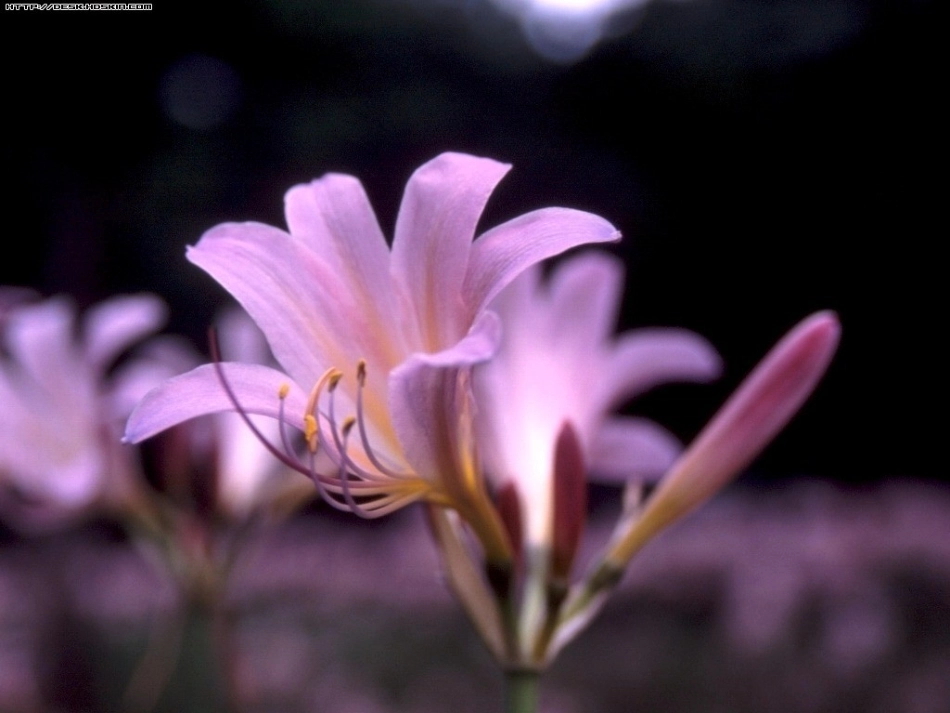 送你一束转基因_第2页