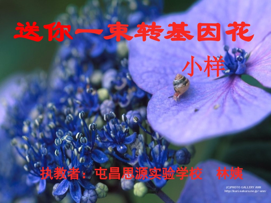 送你一束转基因_第3页