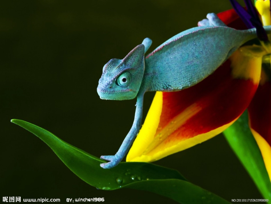 变色龙 (3)_第2页