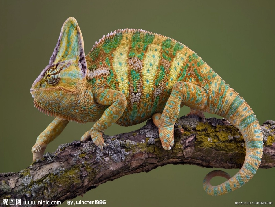 变色龙 (3)_第3页