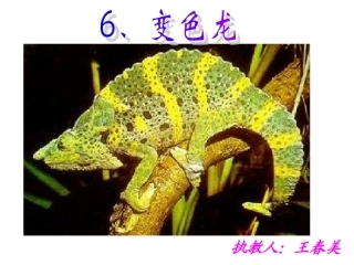 变色龙 (3)
