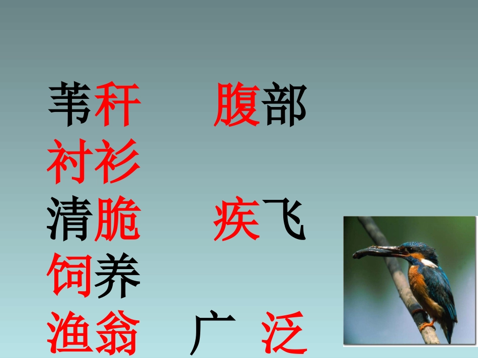 《翠鸟》优秀课件_第3页