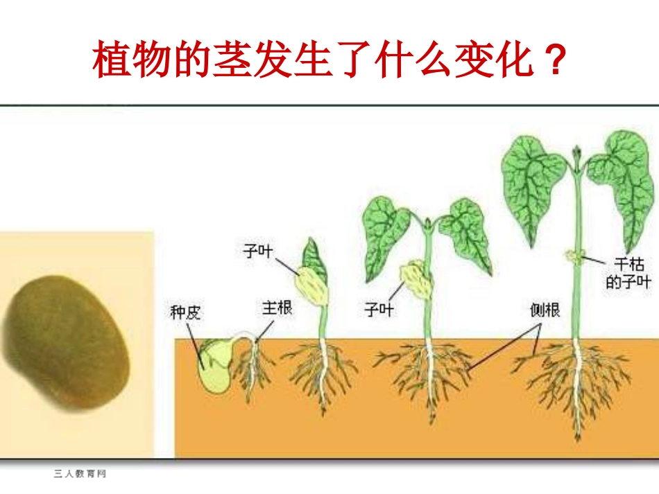 (教科版)三年级科学下册《茎越长越高》教学课件_第2页
