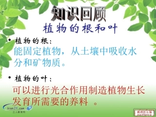 (教科版)三年级科学下册《茎越长越高》教学课件