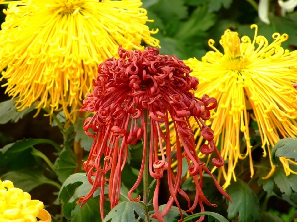 秋姑娘的信 (2)_第2页