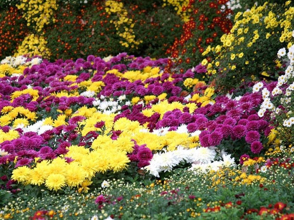 秋姑娘的信 (2)_第3页