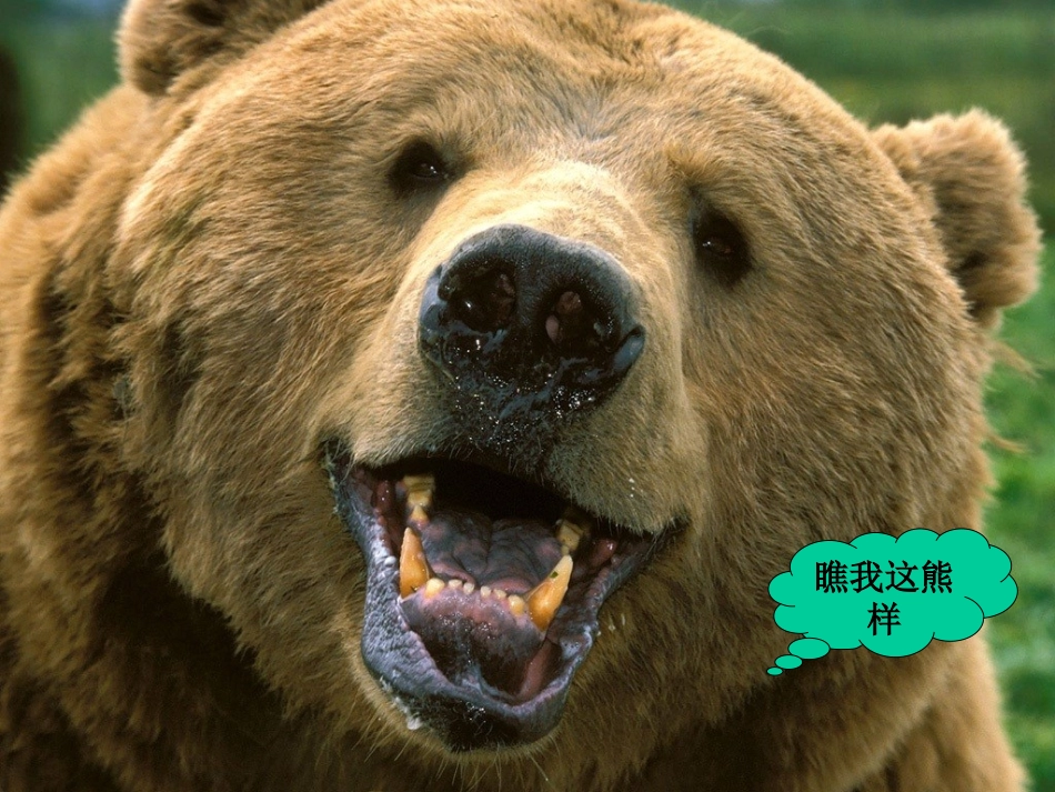 动物游戏之谜（推荐）_第2页