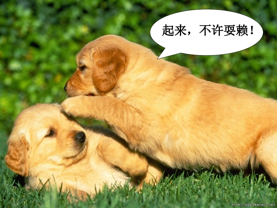 动物游戏之谜（推荐）_第3页