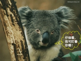 动物游戏之谜（推荐）