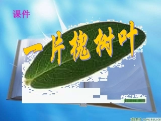 一片槐树叶课件