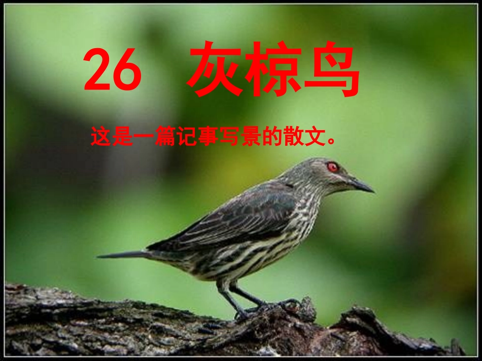 灰椋鸟第课时_第1页