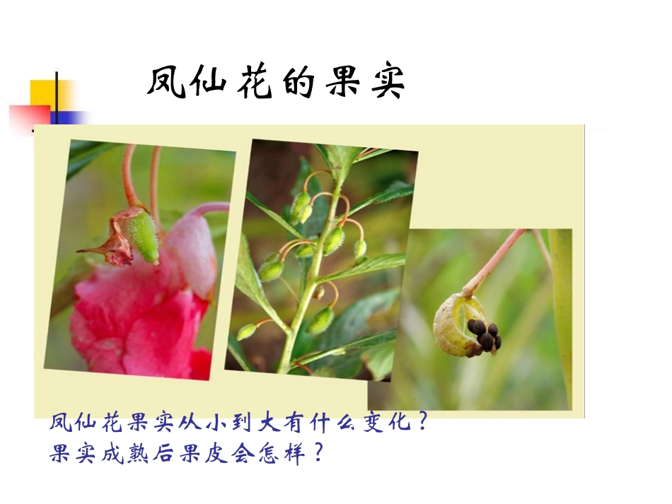 四年级科学下册_把种子散播到远处_2课件_教科版_第3页