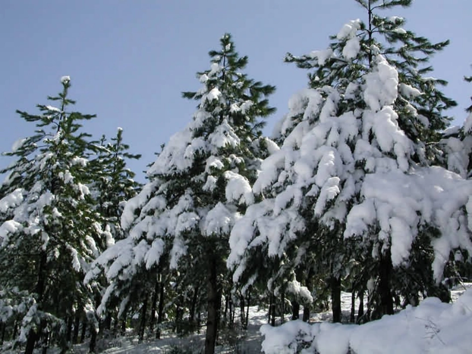 公开课《雪地里的小画家》_第3页