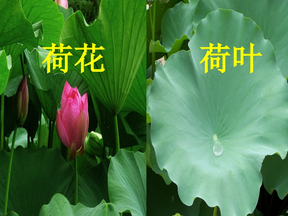 《荷叶圆圆》_第2页