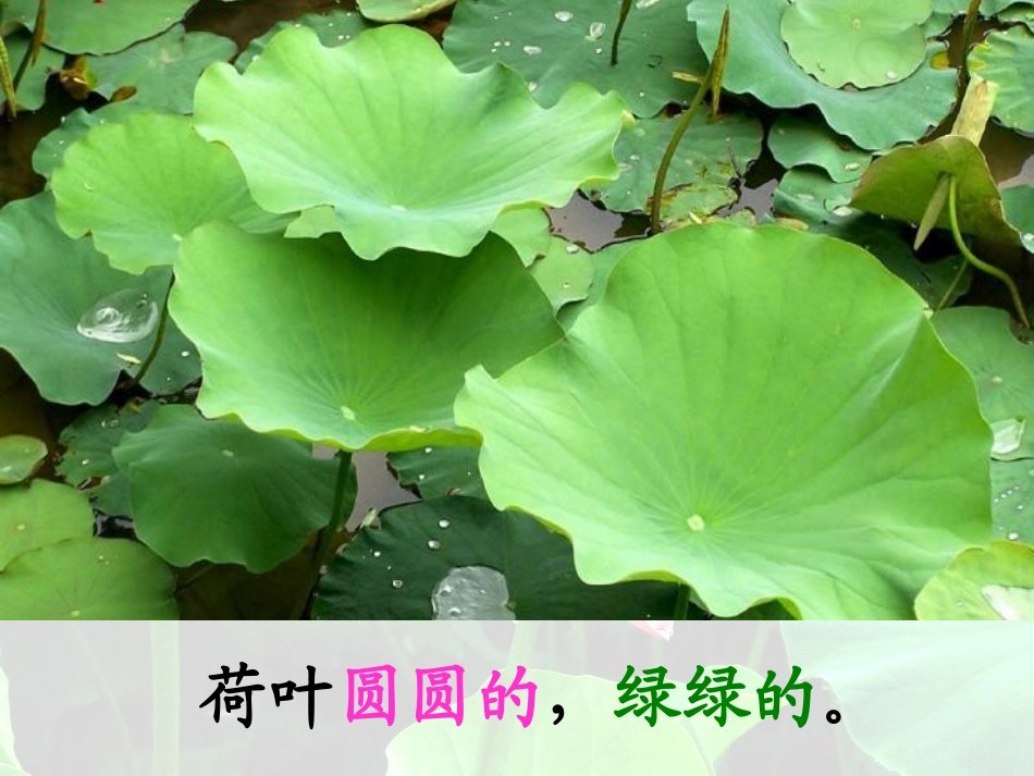 《荷叶圆圆》_第3页